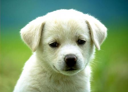 un labrador pour papa